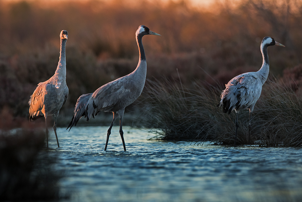 Lever des grues cendres