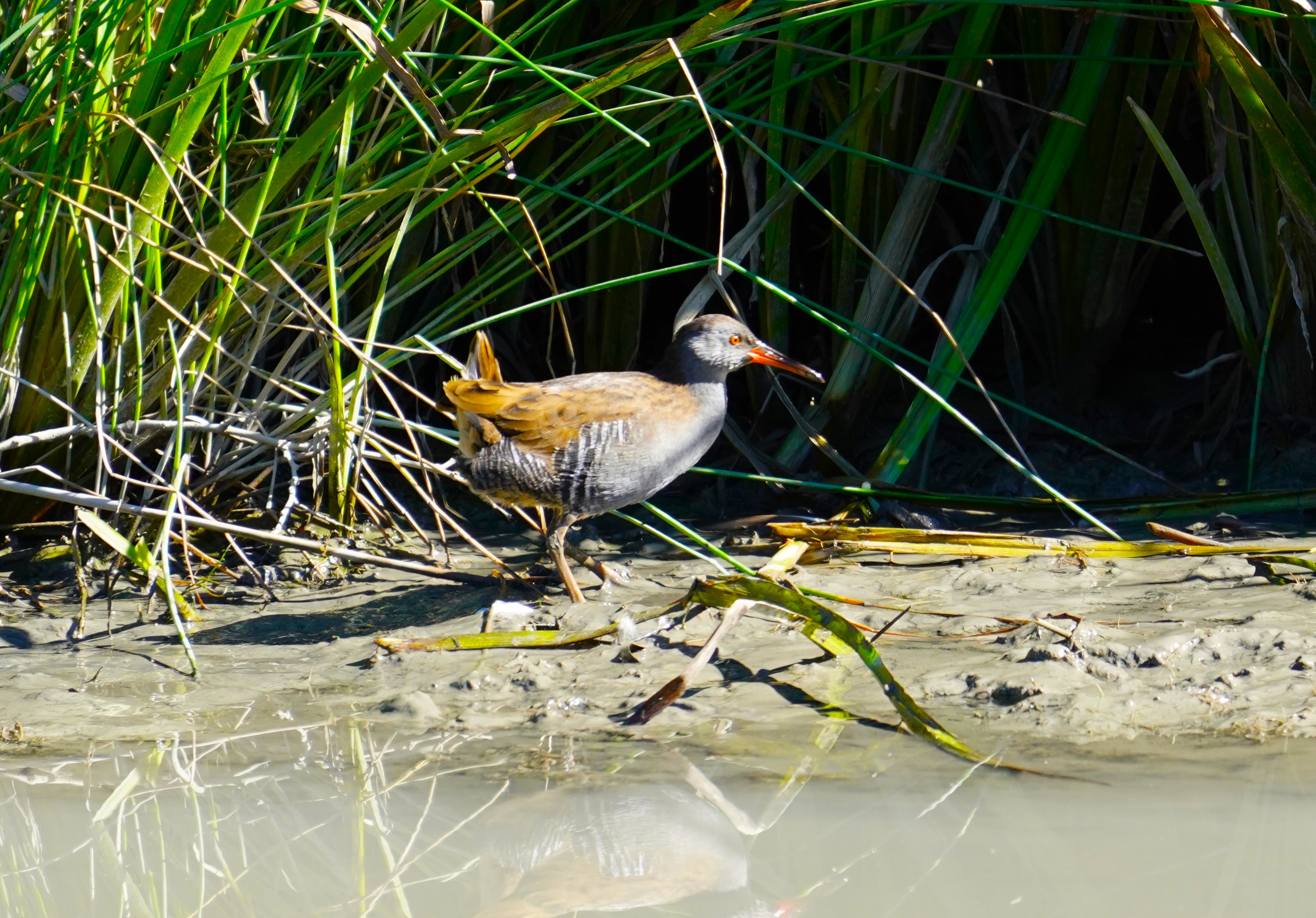 Sortie naturaliste : Durance vivante