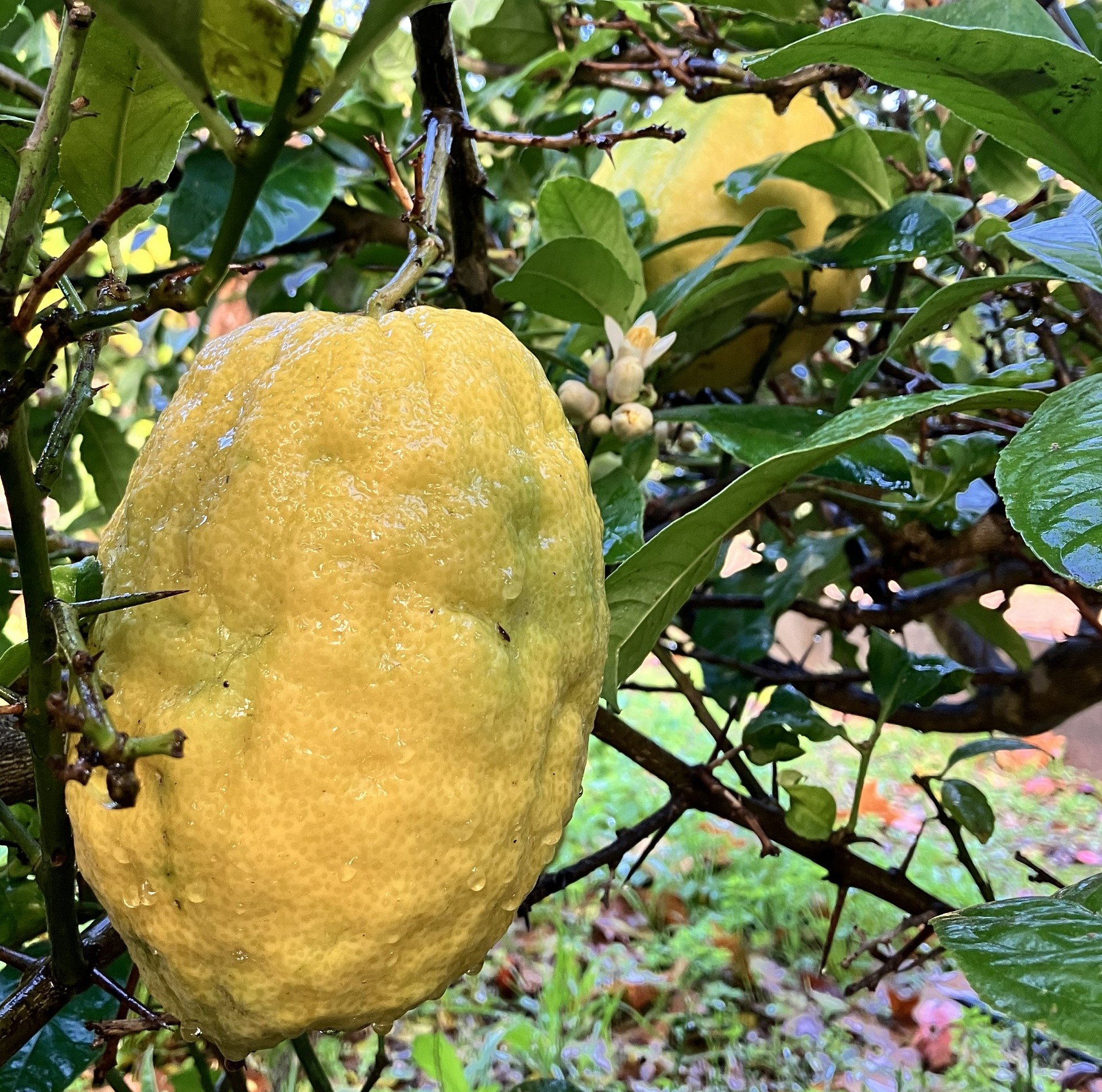 Journe des agrumes au Jardin de Baudouvin