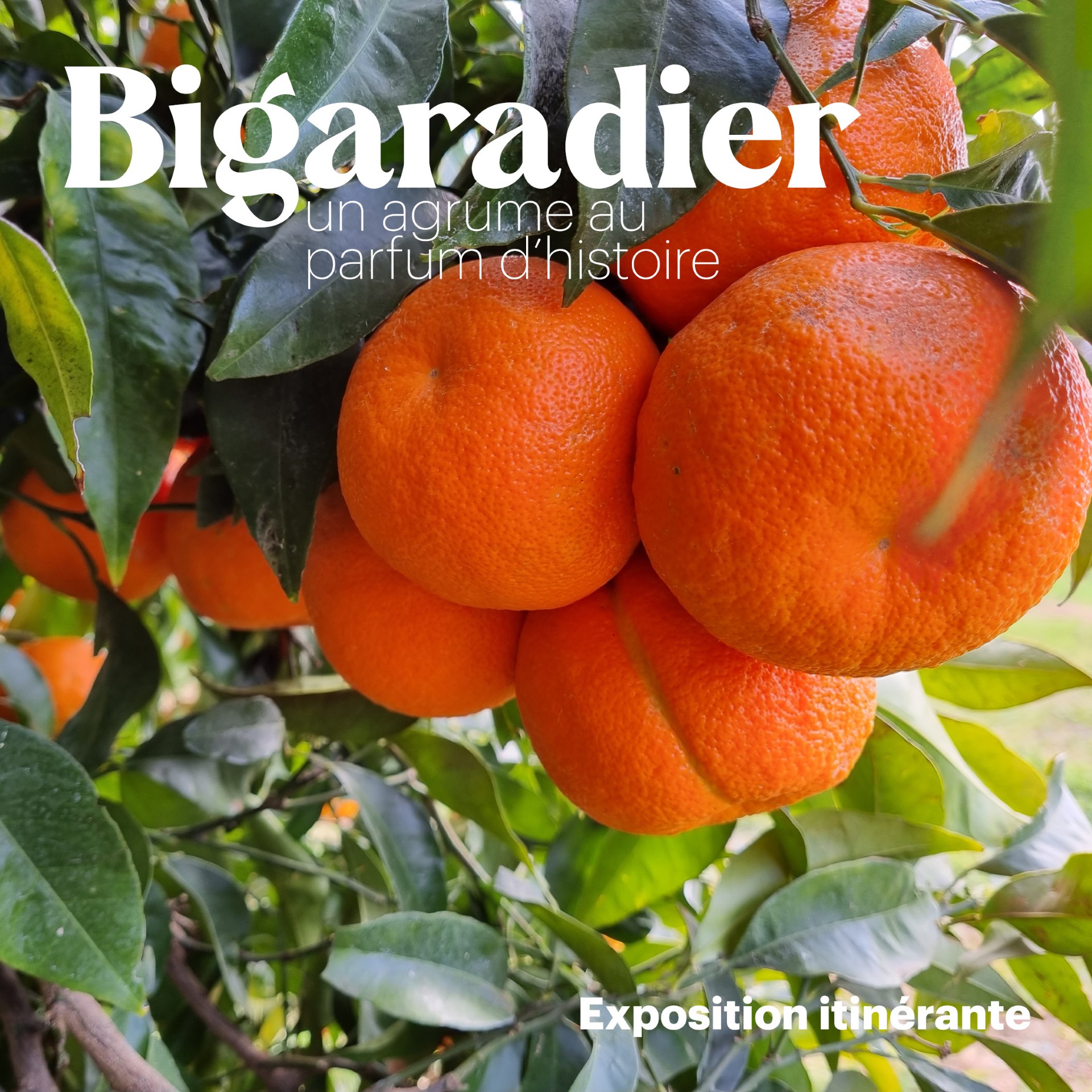 Exposition - Bigaradier, un agrume au parfum d'histoire