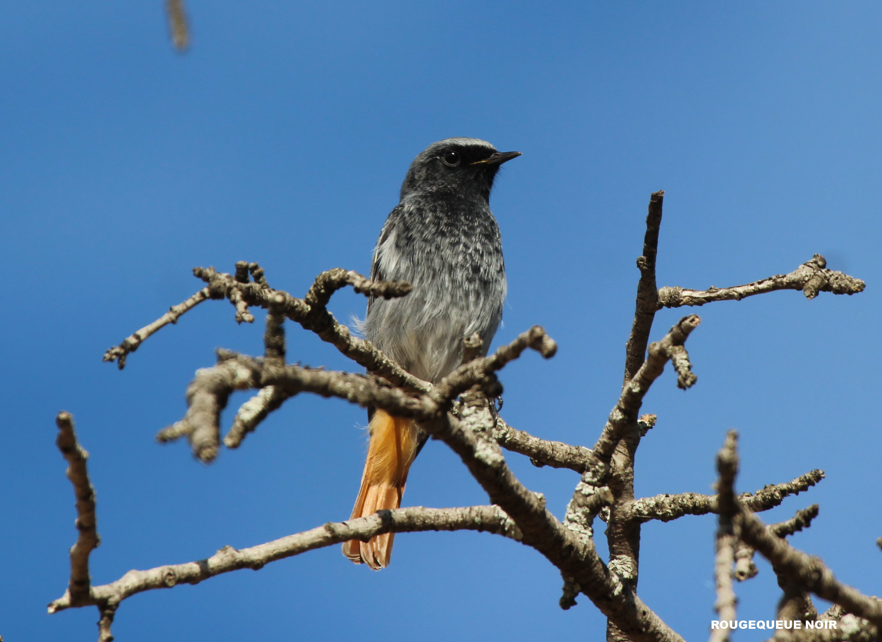 Sortie naturaliste : initiation  lornithologie