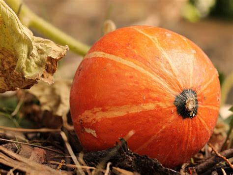 Atelier cuisine de Nol  lAlternateur