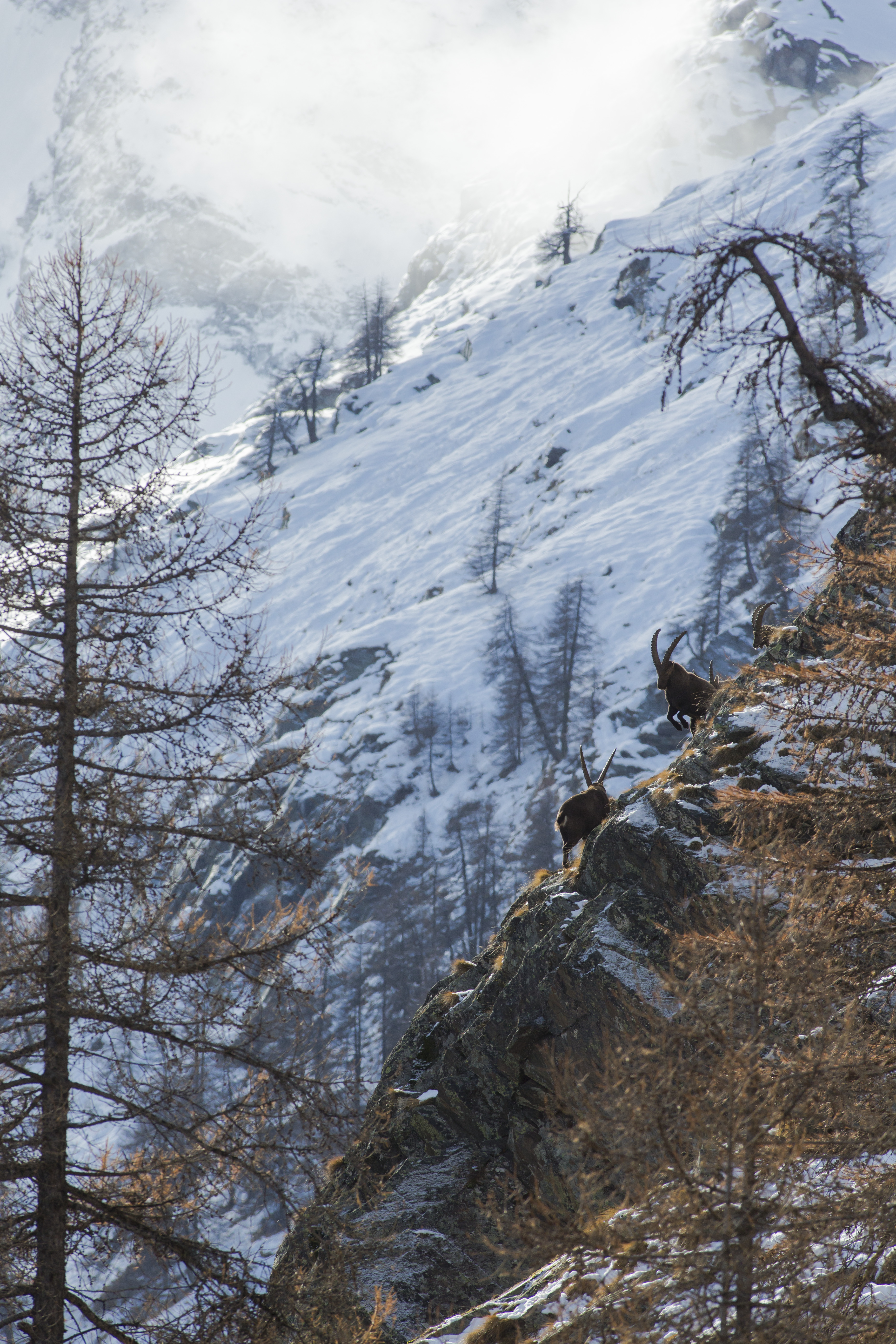 Suivi des bouquetins - Comptage annuel ouvert au public