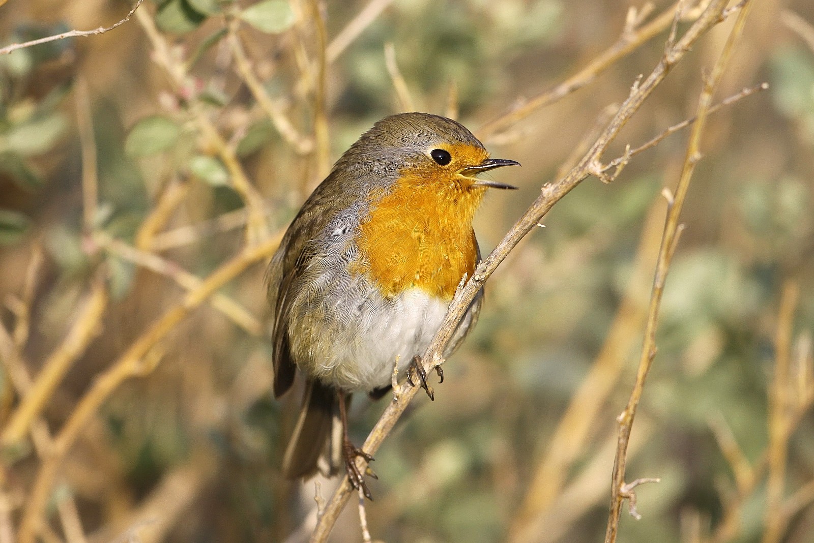 Sorties grand public de la zone humide de la Lieurette  par des bnvoles de la LPO PACA