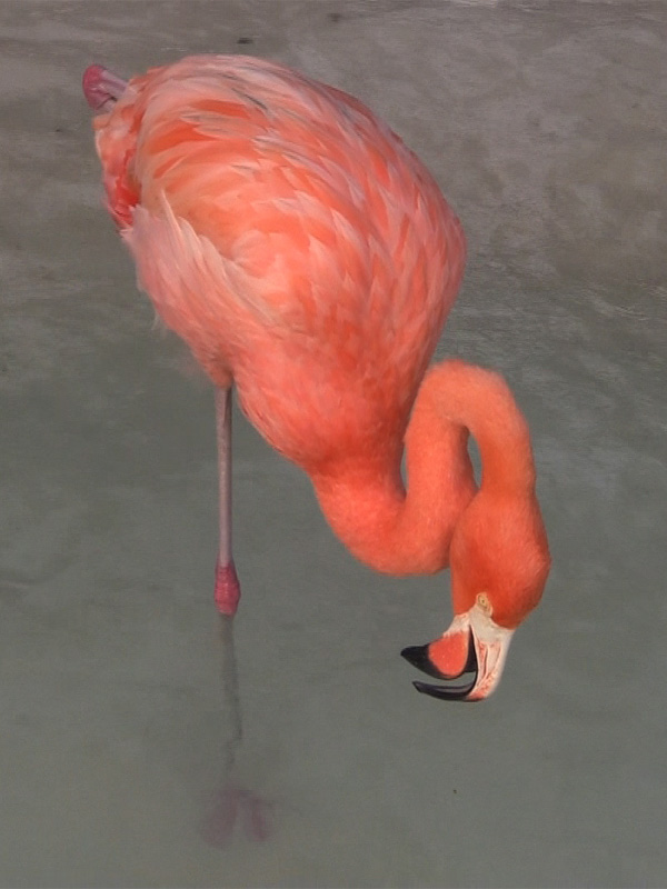 Projection Laure Prouvost 