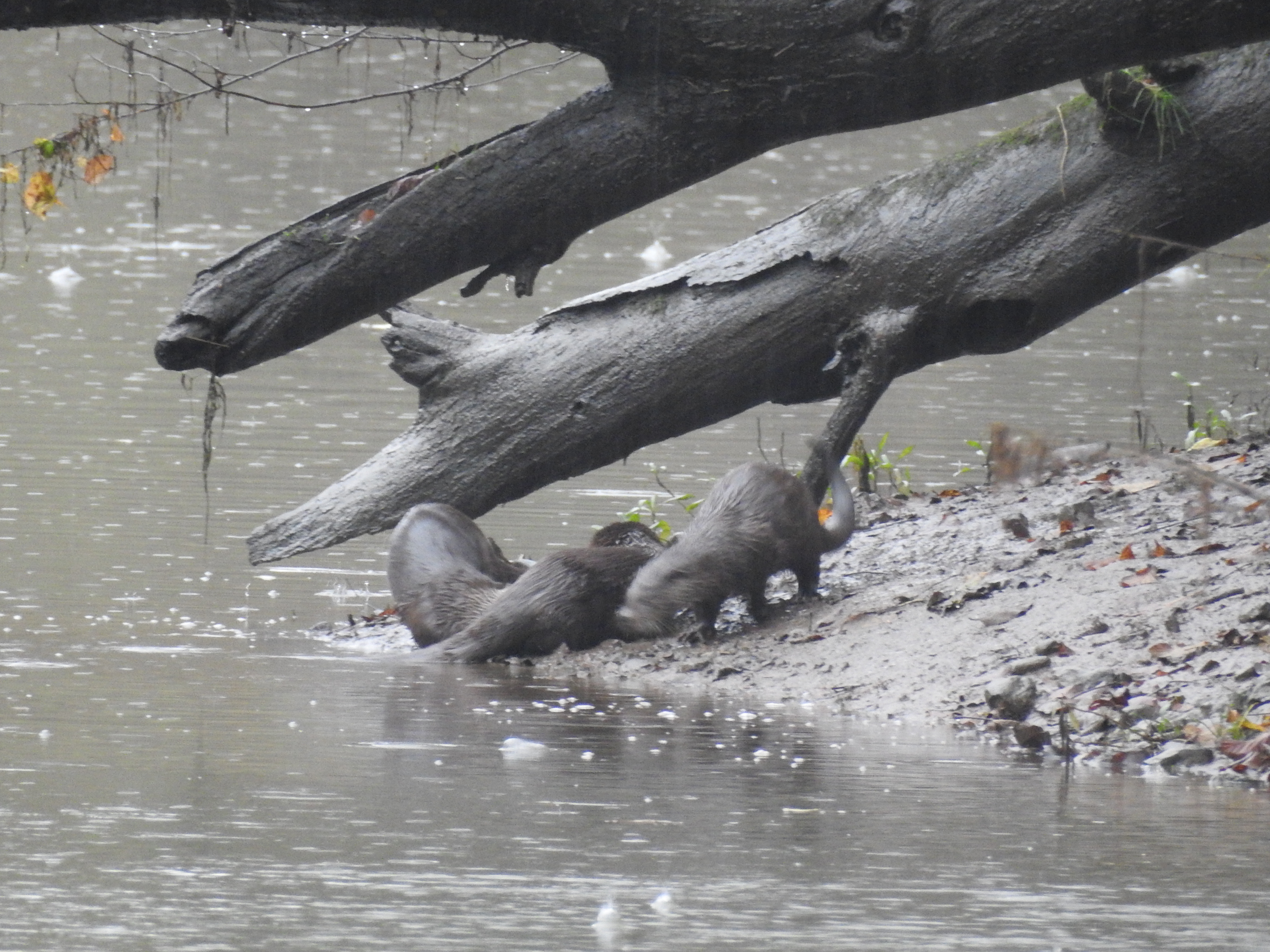 Le retour de la loutre dans les Hautes Alpes par Michel Phisel
