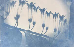 La vie en Bleu - Exposition