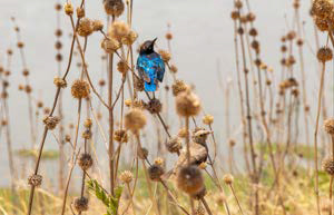 P�le M�le - Exposition