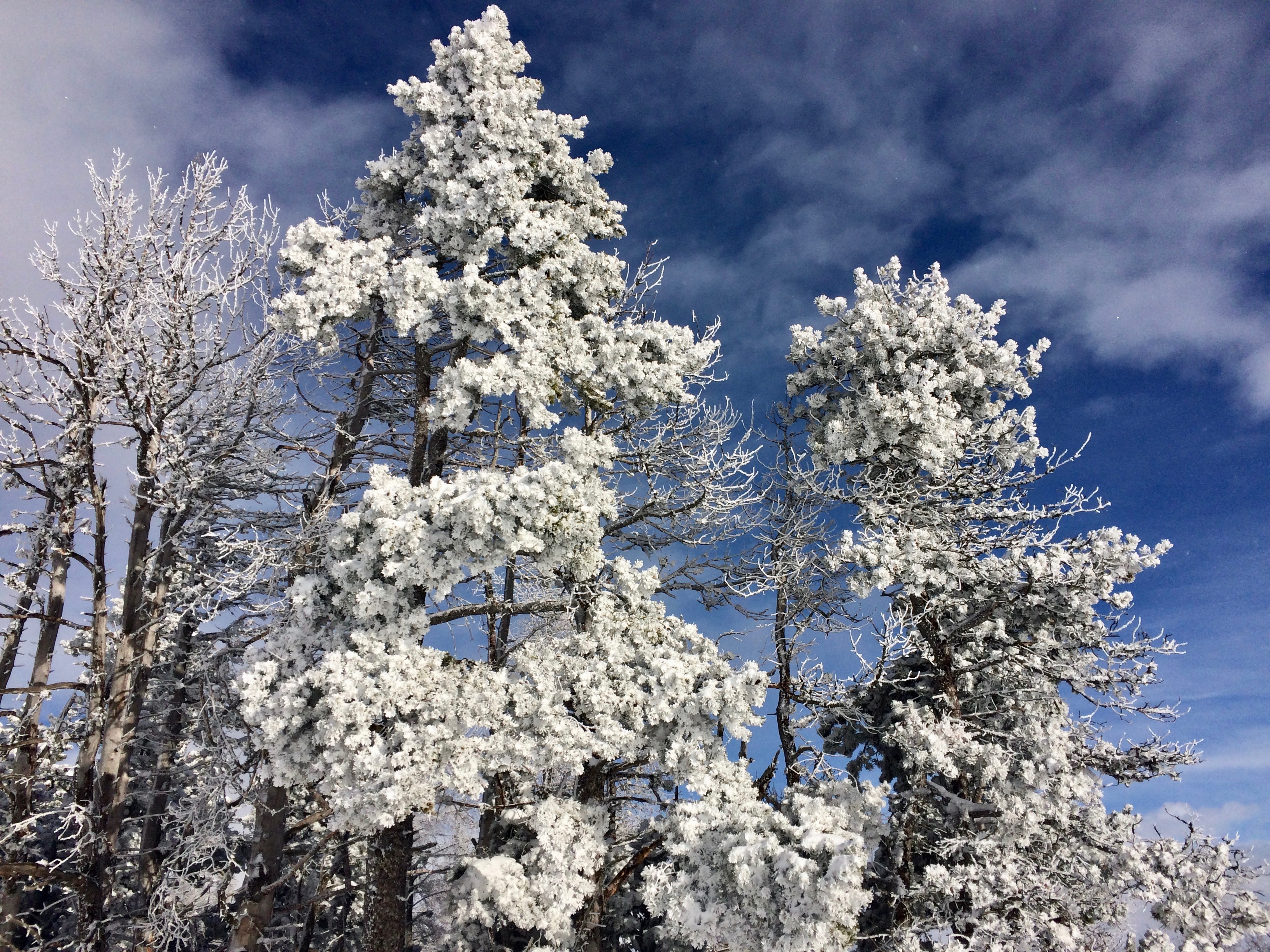Regards d�Hiver : faune, neige, paysages