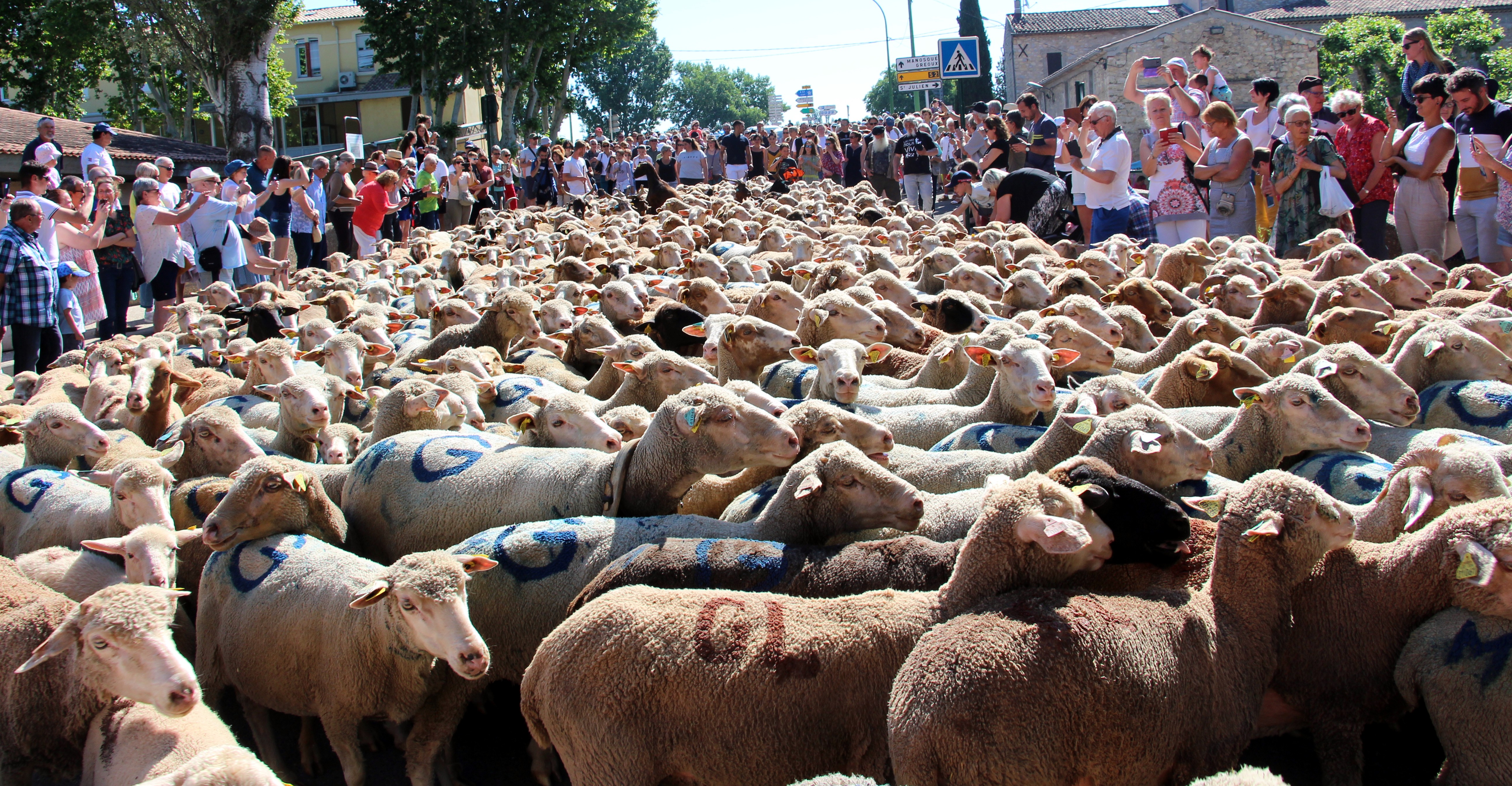 F�te de la transhumance