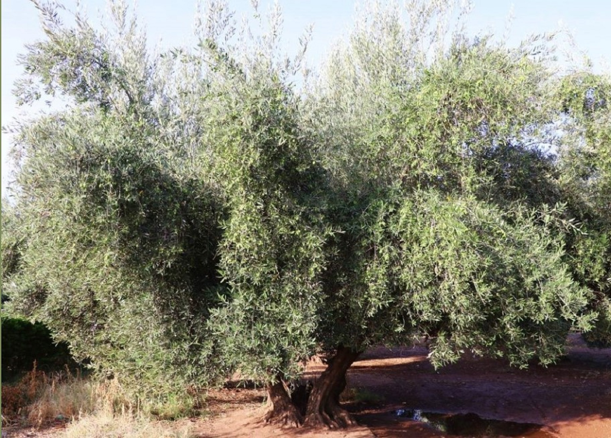 Conf�rence : l'Olivier, arbre �ternel *