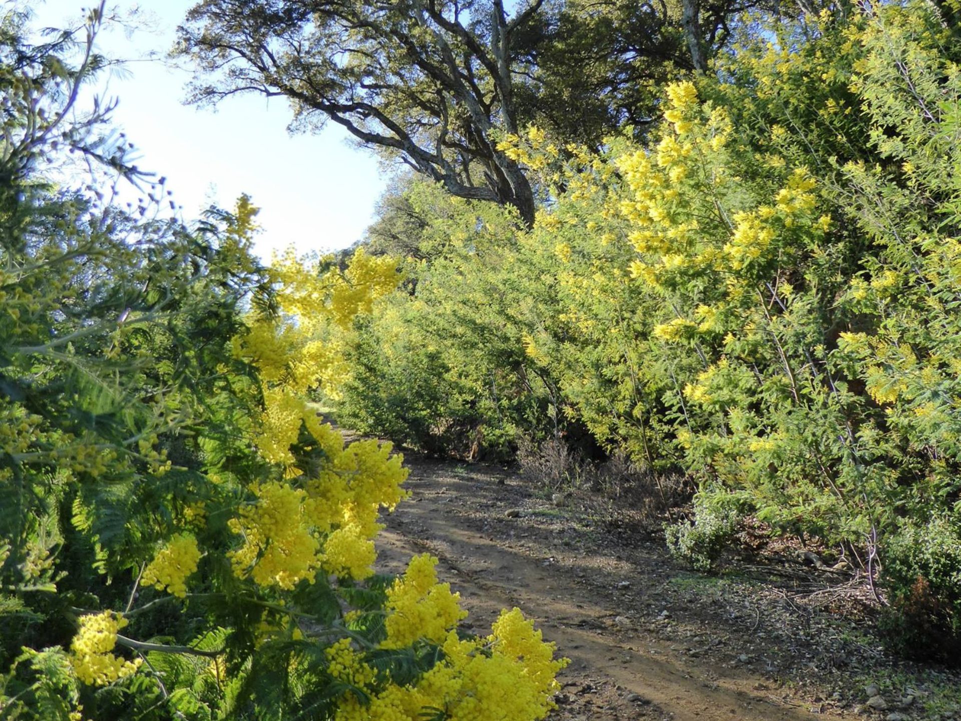 Promenade-d�couverte : le mimosa, or jaune de la c�te d�azur