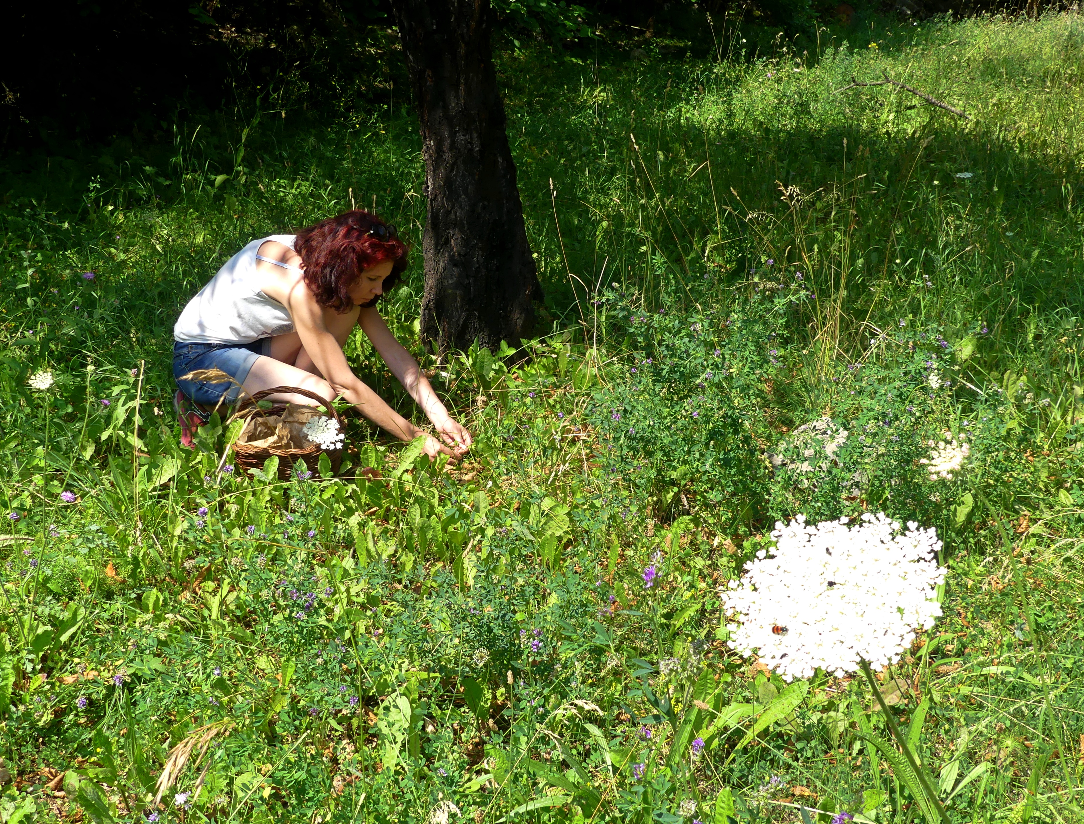 D�couverte des plantes sauvages comestibles