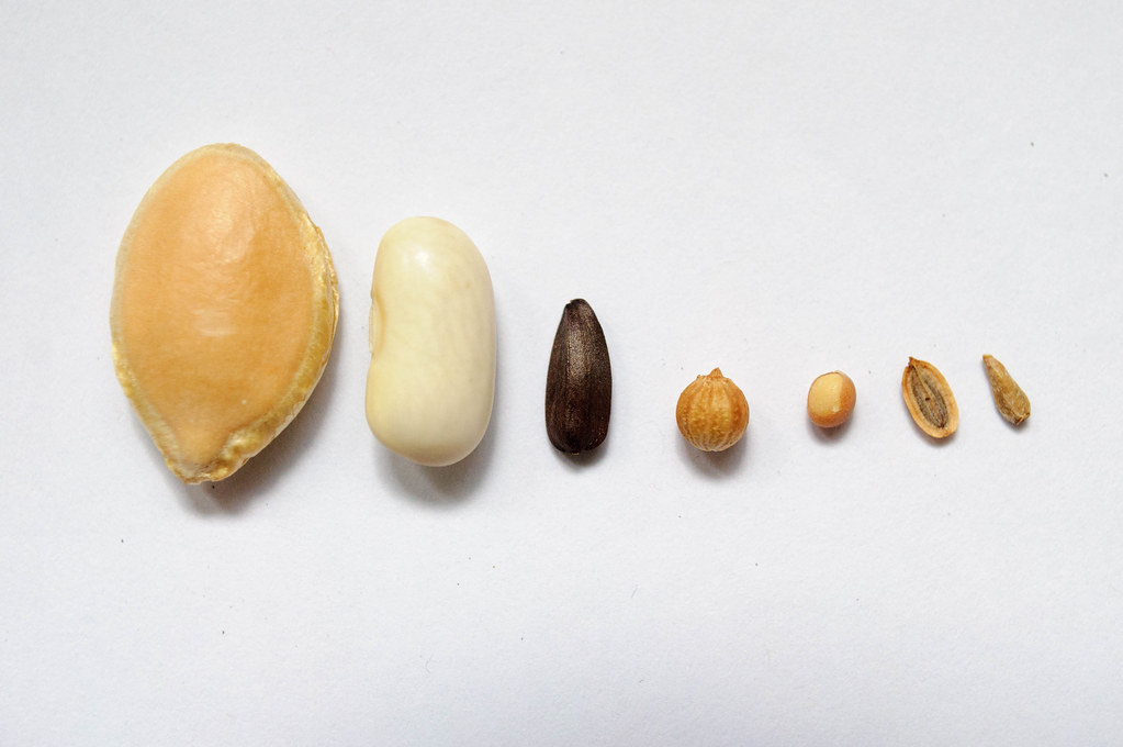 Grainoth�que : �changes de graines