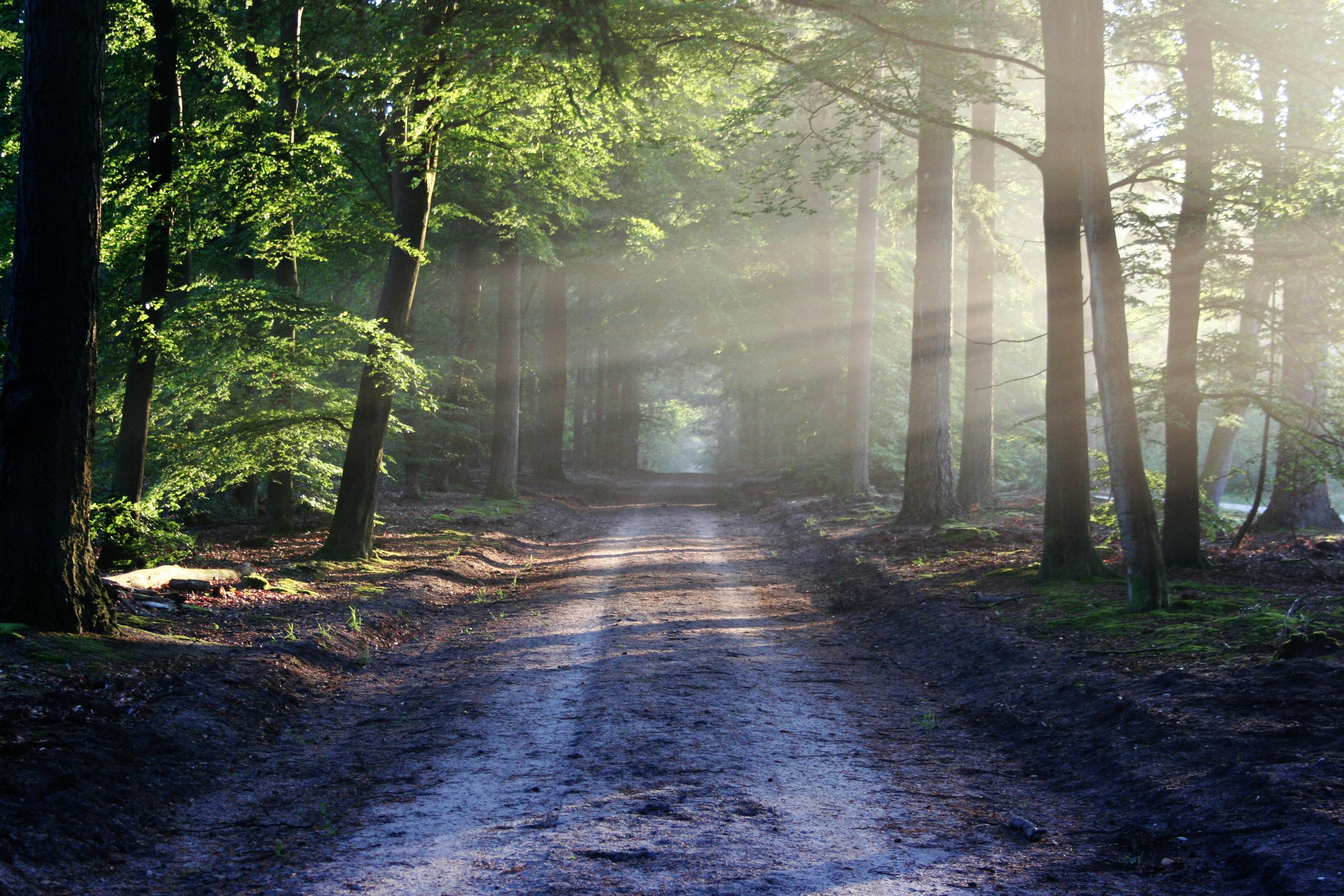 Randonn�e - La Montagne de Mare