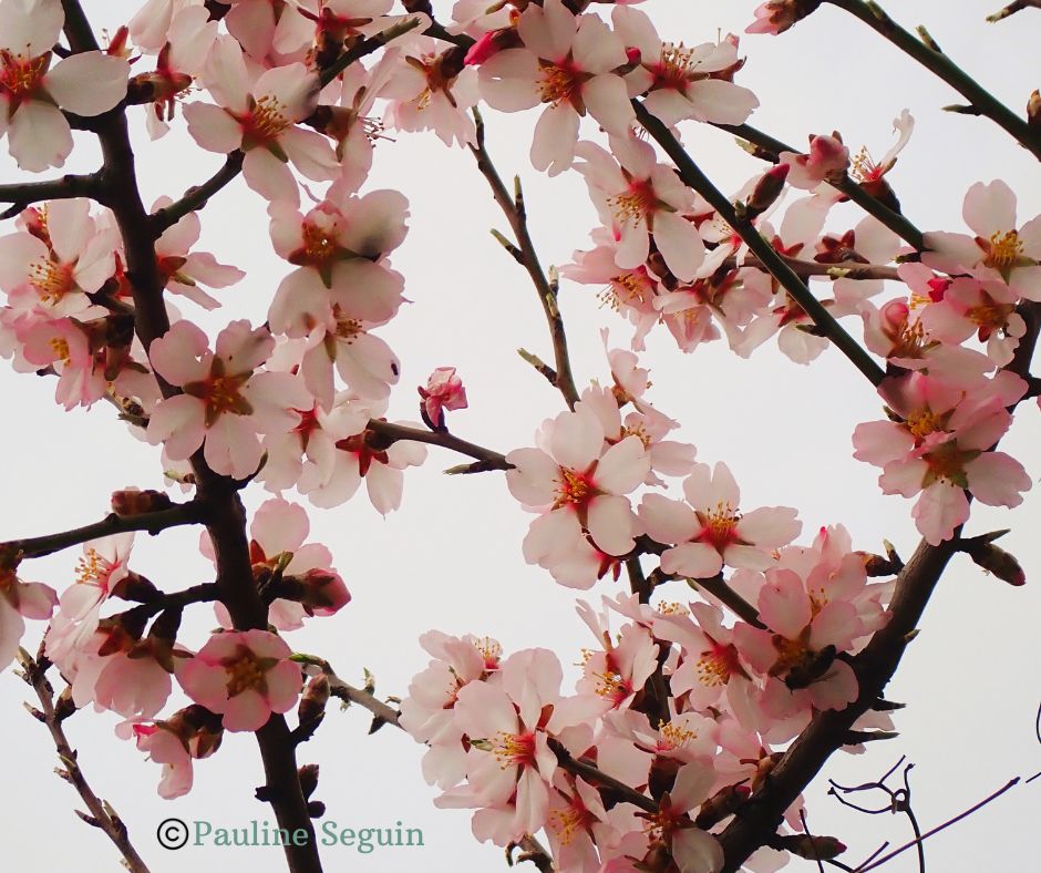 Balade ethnobotanique de l'Amandier