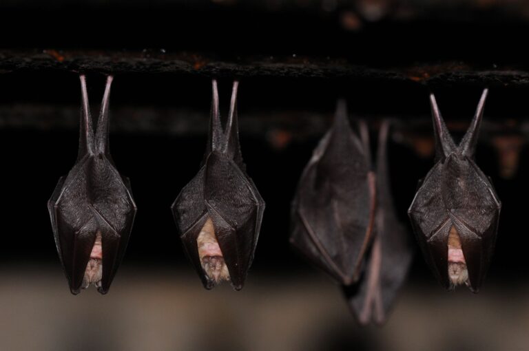 Au c�ur de la nuit avec les chauve-souris