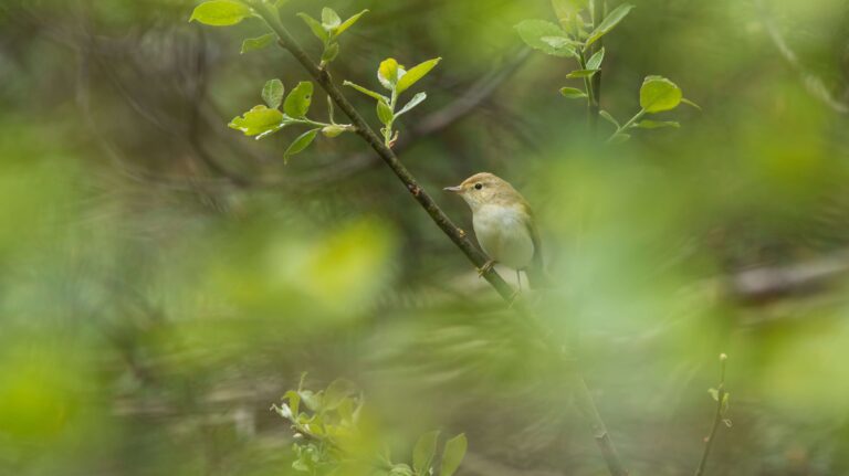 Balade � l'�coute des oiseaux