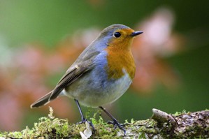 D�couverte des oiseaux des jardins