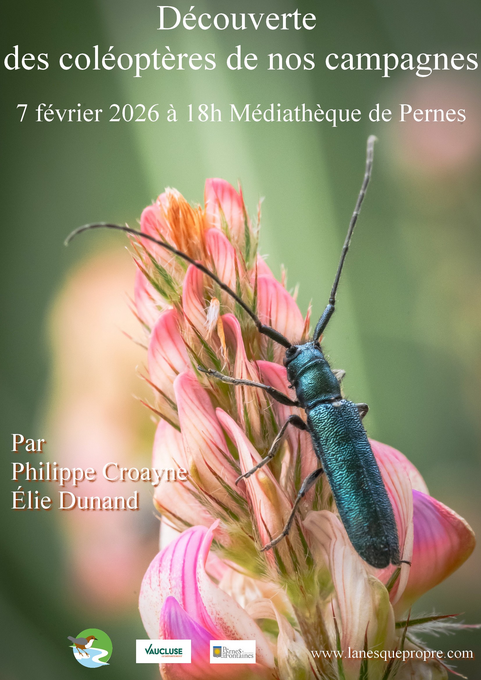 D�couverte des col�opt�res de nos campagnes