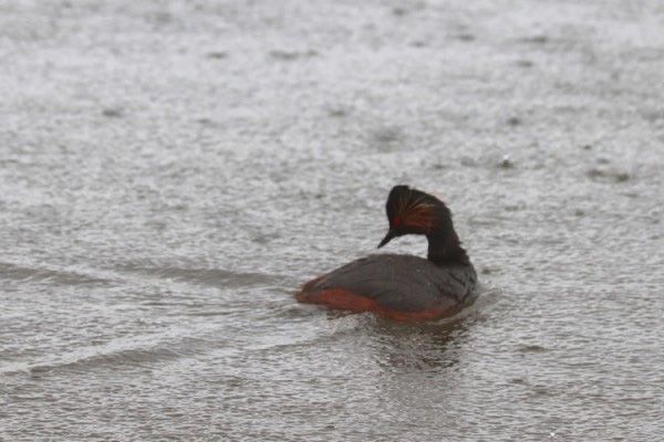 Observation des oiseaux de la Durance - Sortie nature