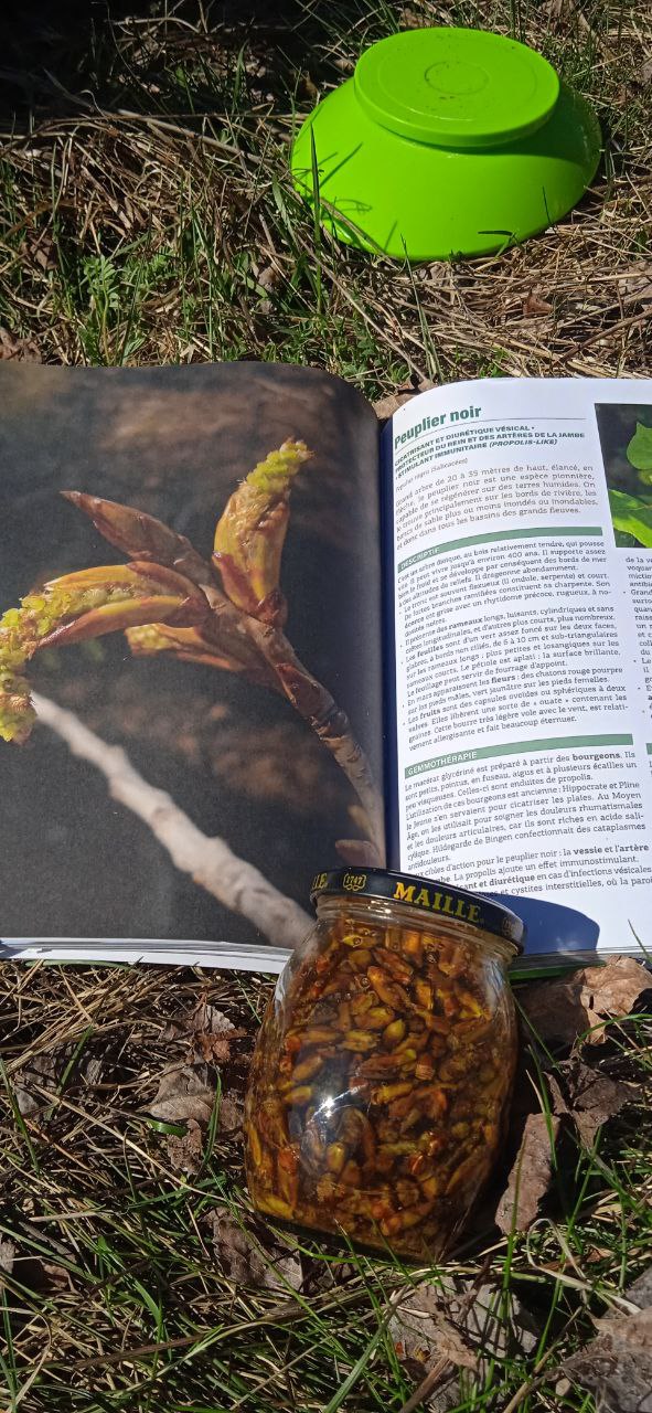 Reconnaissance de plantes et ateliers