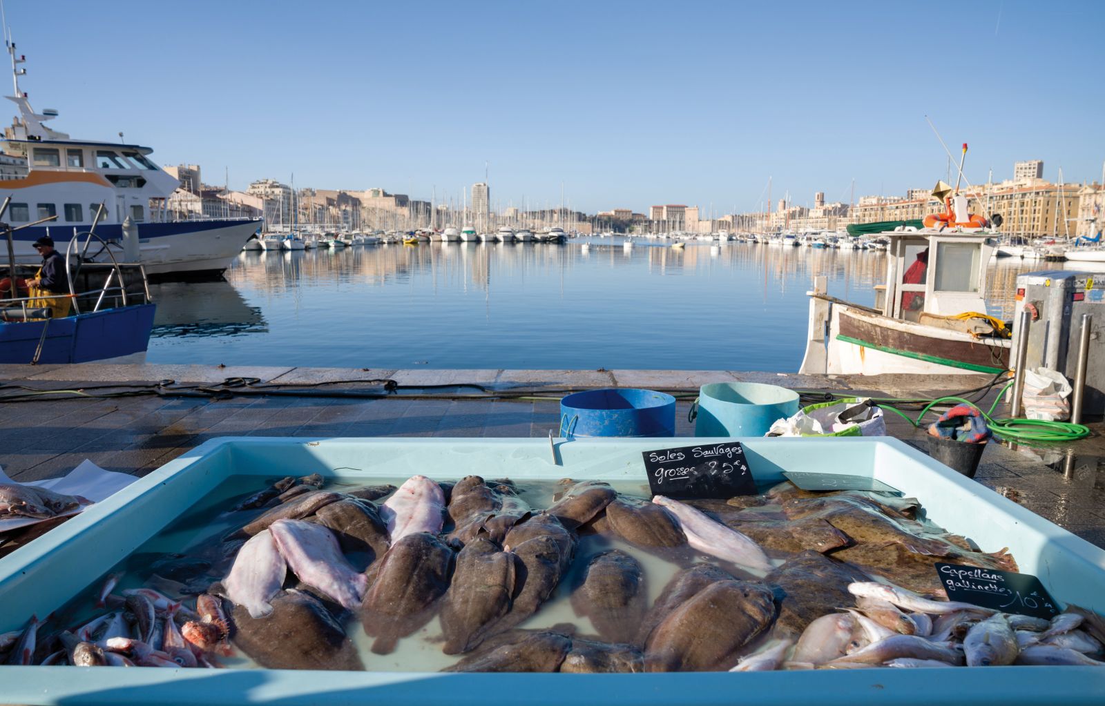 Cuisine marine durable : repenser notre assiette pour pr�server la M�diterran�e