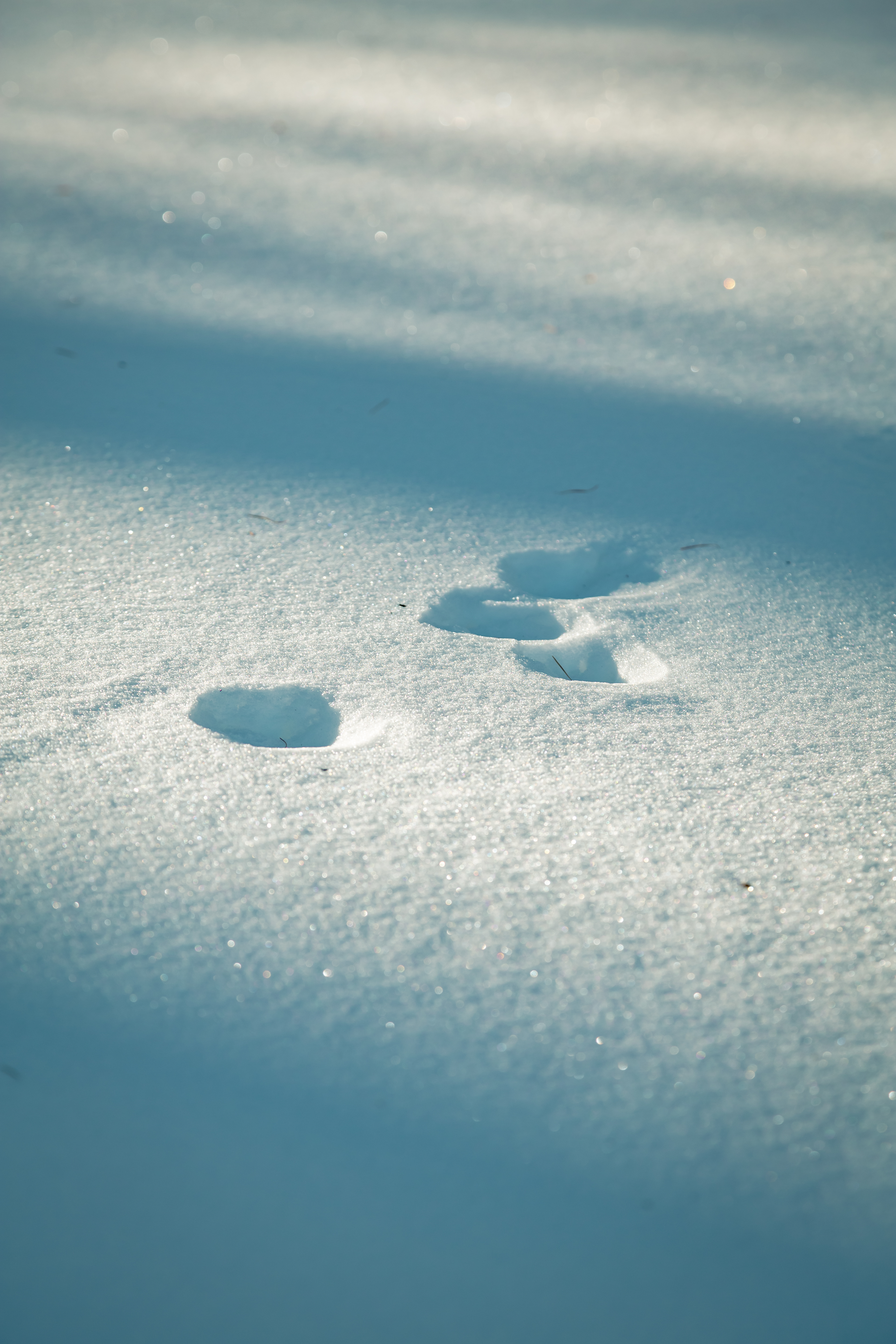 Journ�e de sensibilisation au T�tras -Lyre