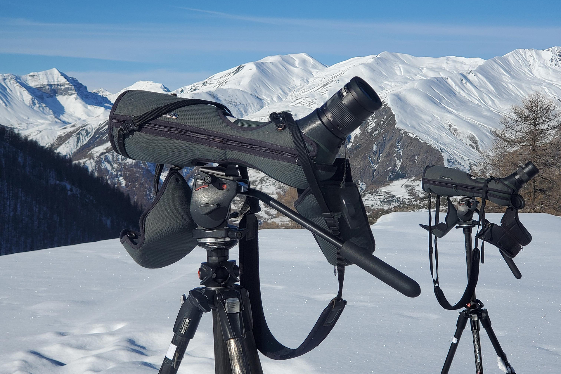 D�couverte en direct du Gypa�te barbu et sensibilisation au risque avalanche