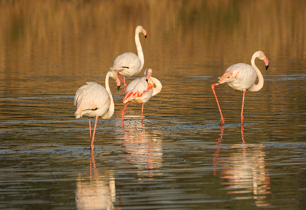 �co-balade : Rassuen, refuge d'oiseaux entre ciel et �tang
