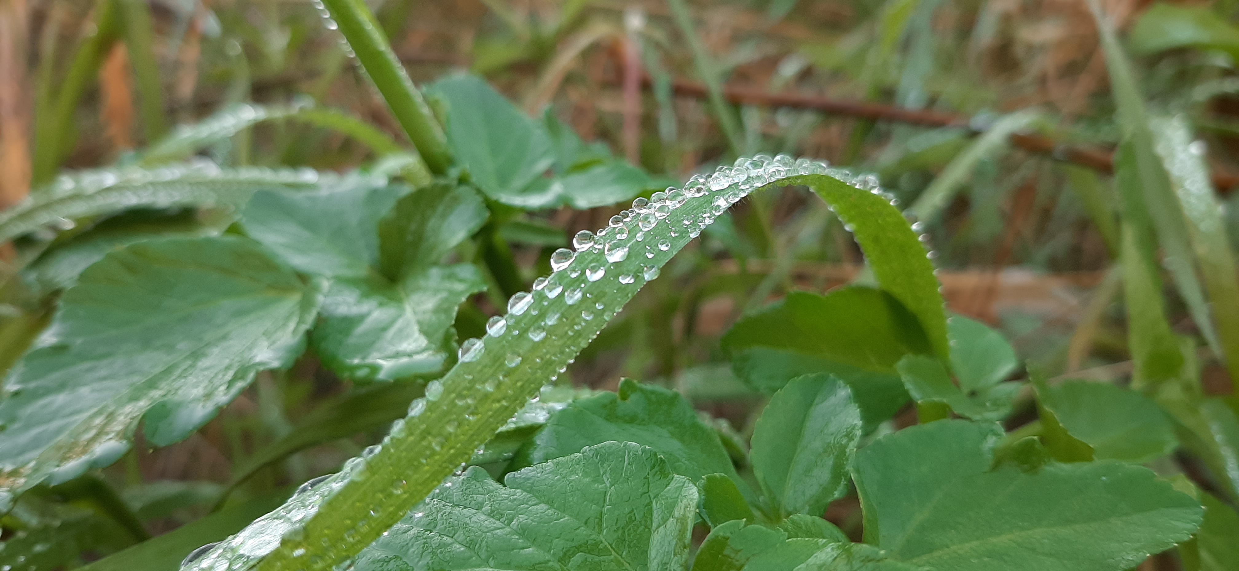 Des plantes fascinantes mais envahissantes