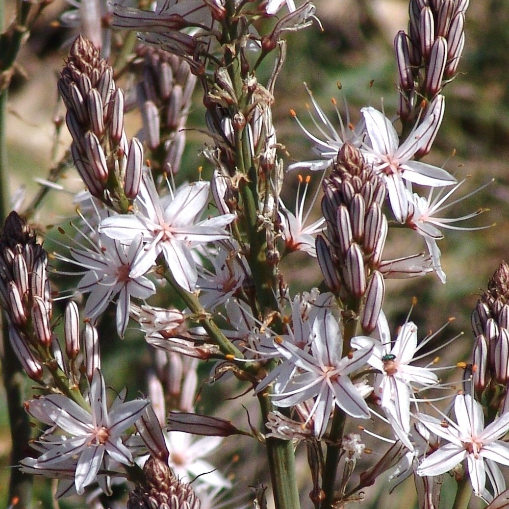 Balade nature avec Denis HUIN - Floraison printani�re