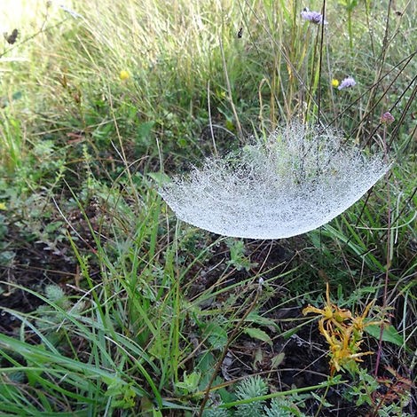 Balade autour des arachnides avec Anne BOUNIAS