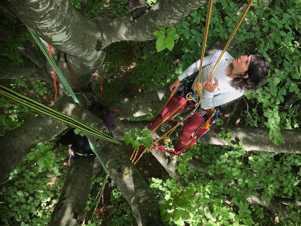 Stage acrobaties dans les arbres