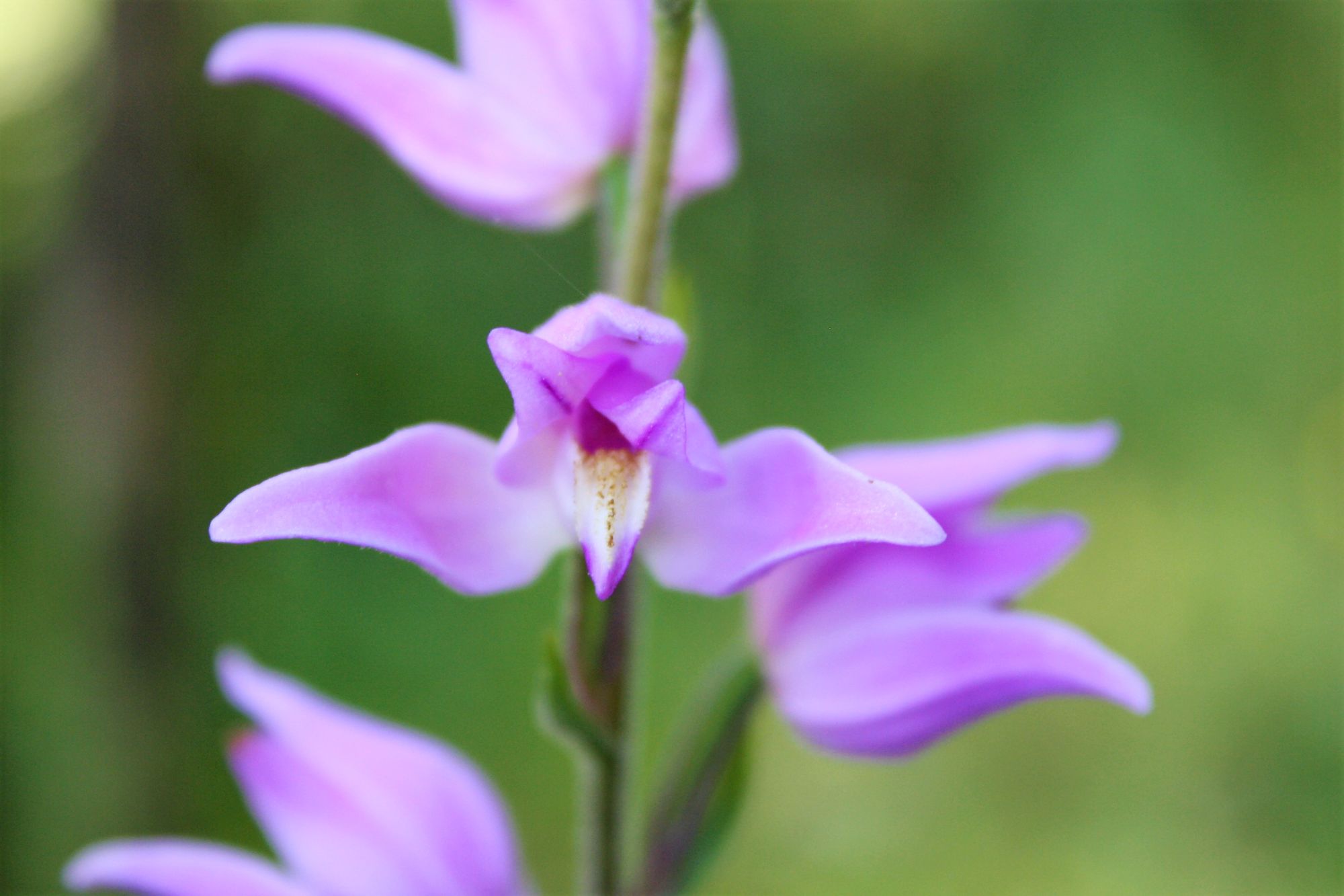 Fl�nerie botanique