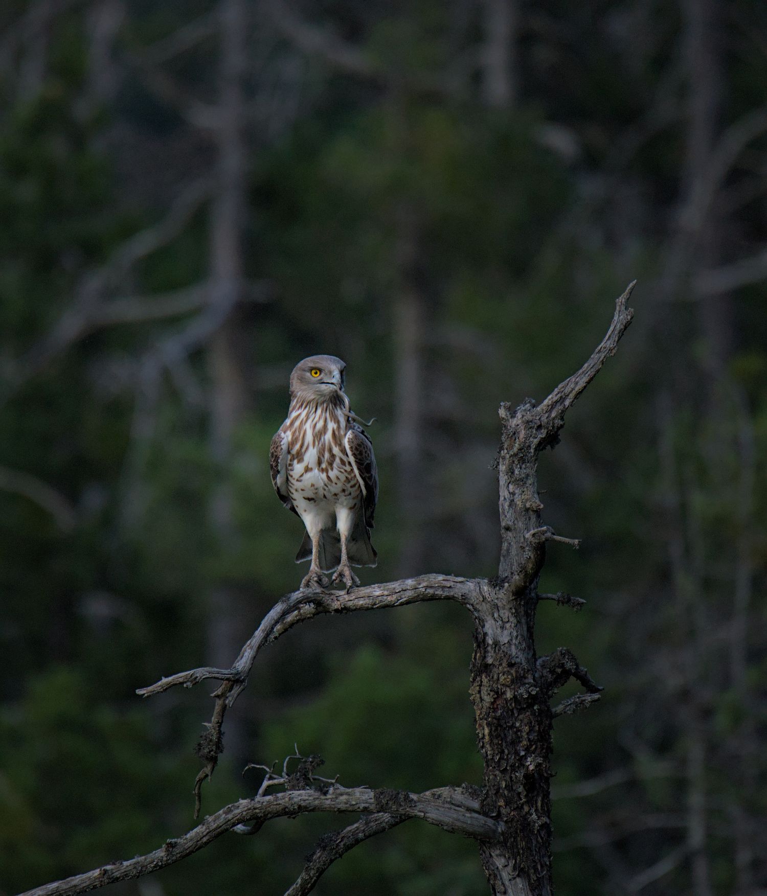 Les oiseaux des gorges de Daluis
