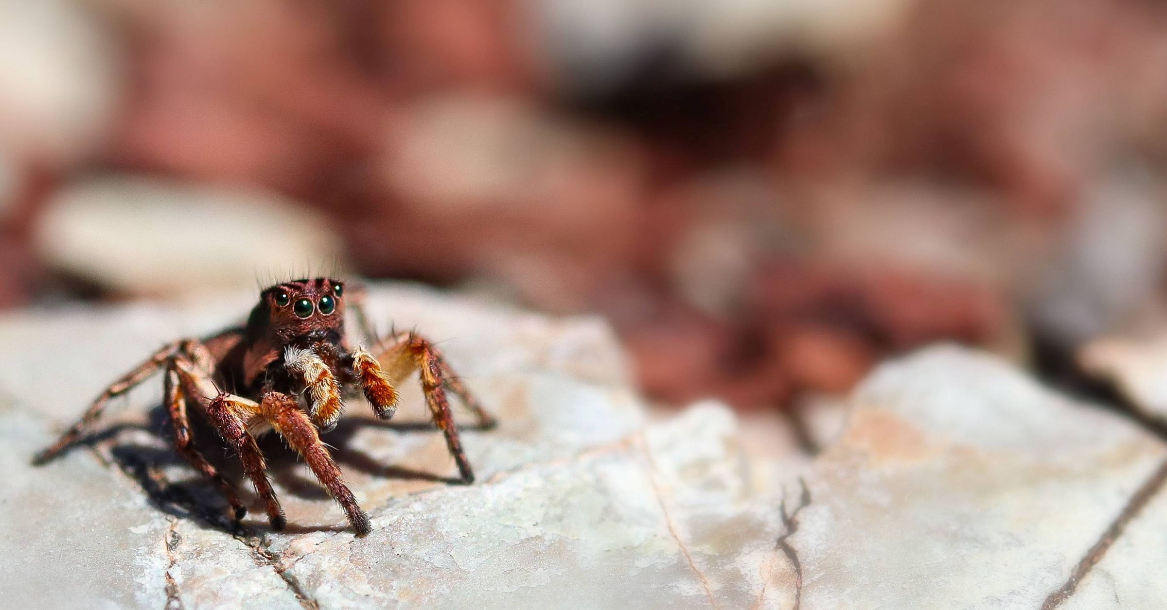 M�me plus peur des araign�es !