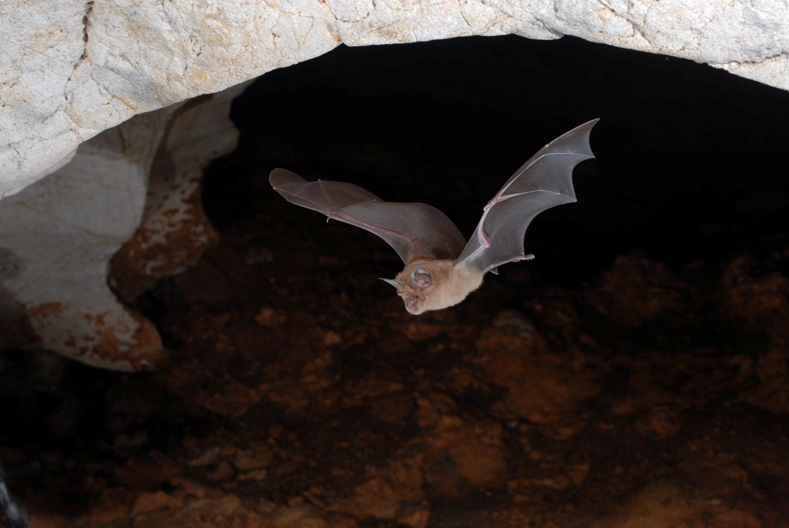 Nuit de la chauve-souris dans la R�serve naturelle r�gionale des gorges de Daluis