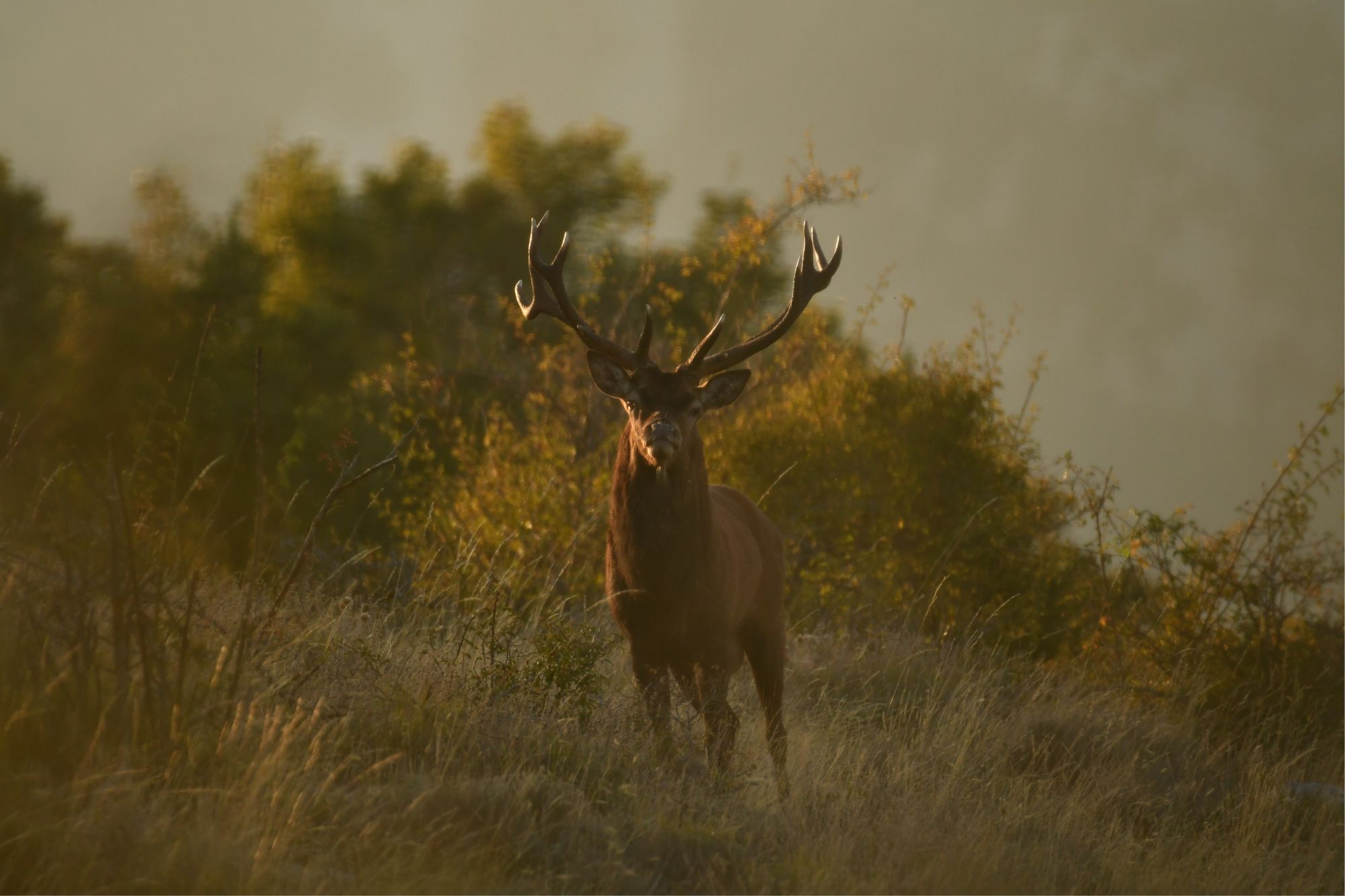 Sortie Brame du cerf