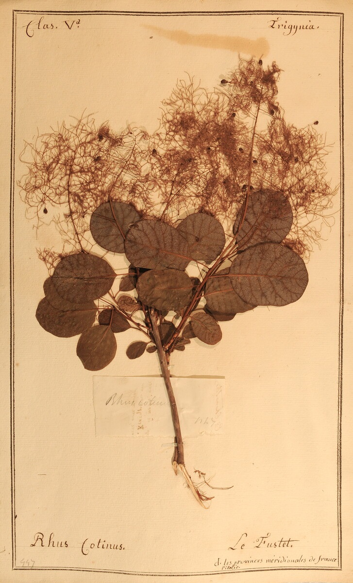 Herbiers scientifiques