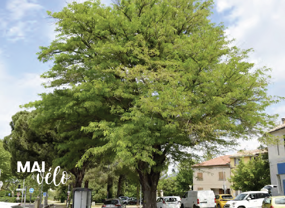 Visite en selle : Jardins de nos rues, parcs de nos villes