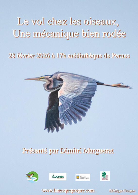 Conf�rence : Le vol chez les oiseaux, une m�canique bien rod�e