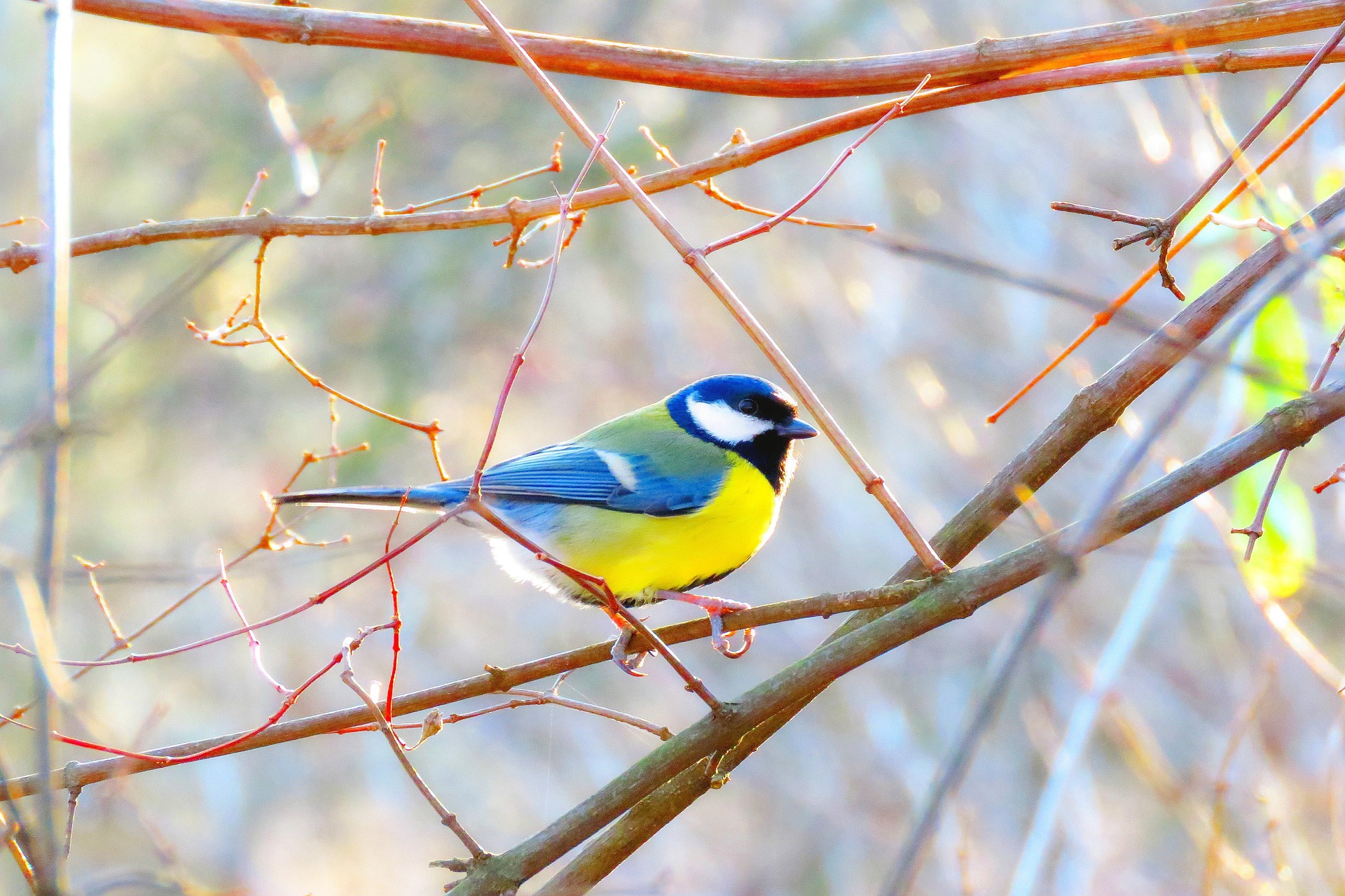 M�sanges et insectes assistants du vigneron