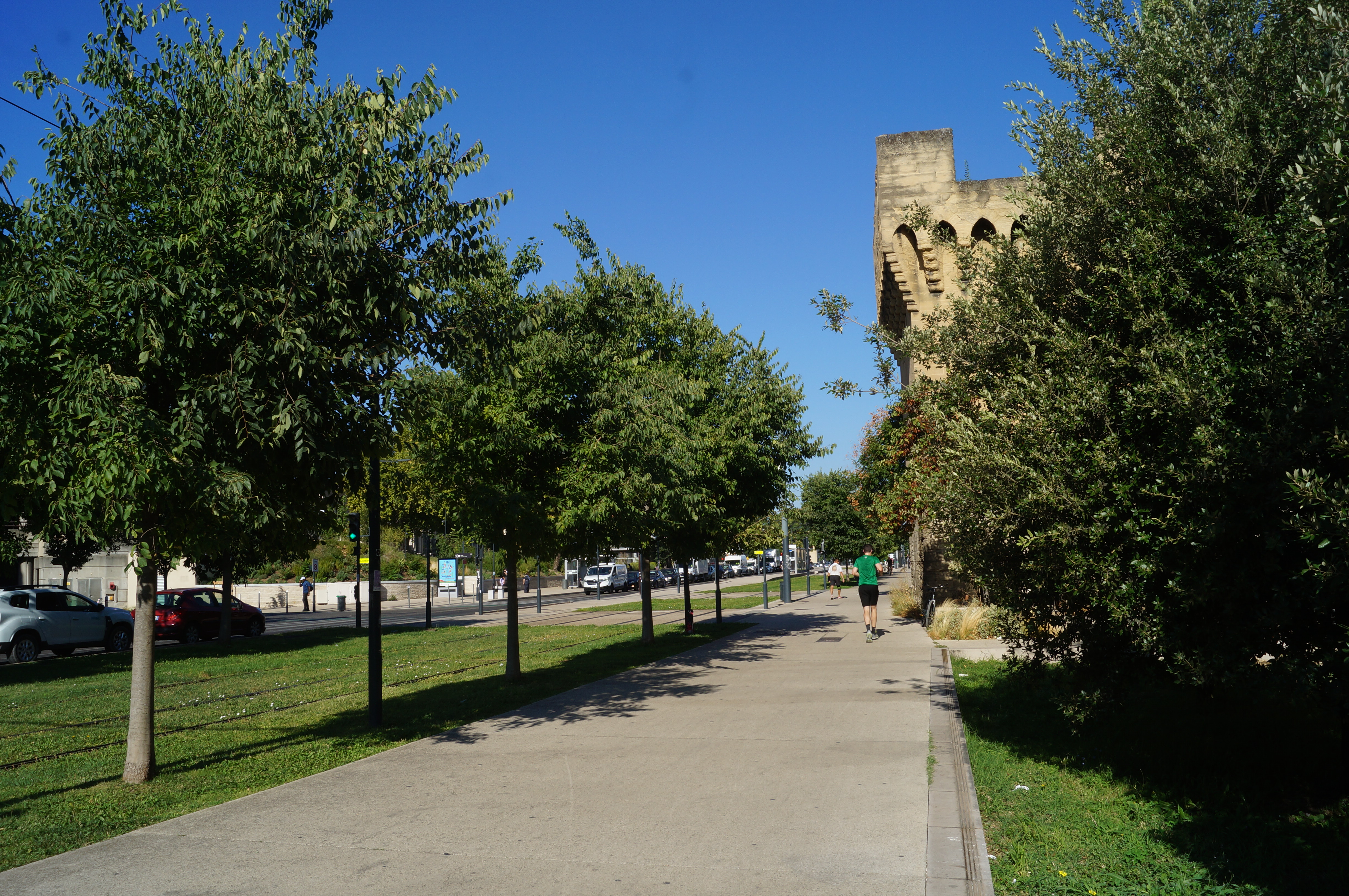 Balade : parcours de l'arbre en ville