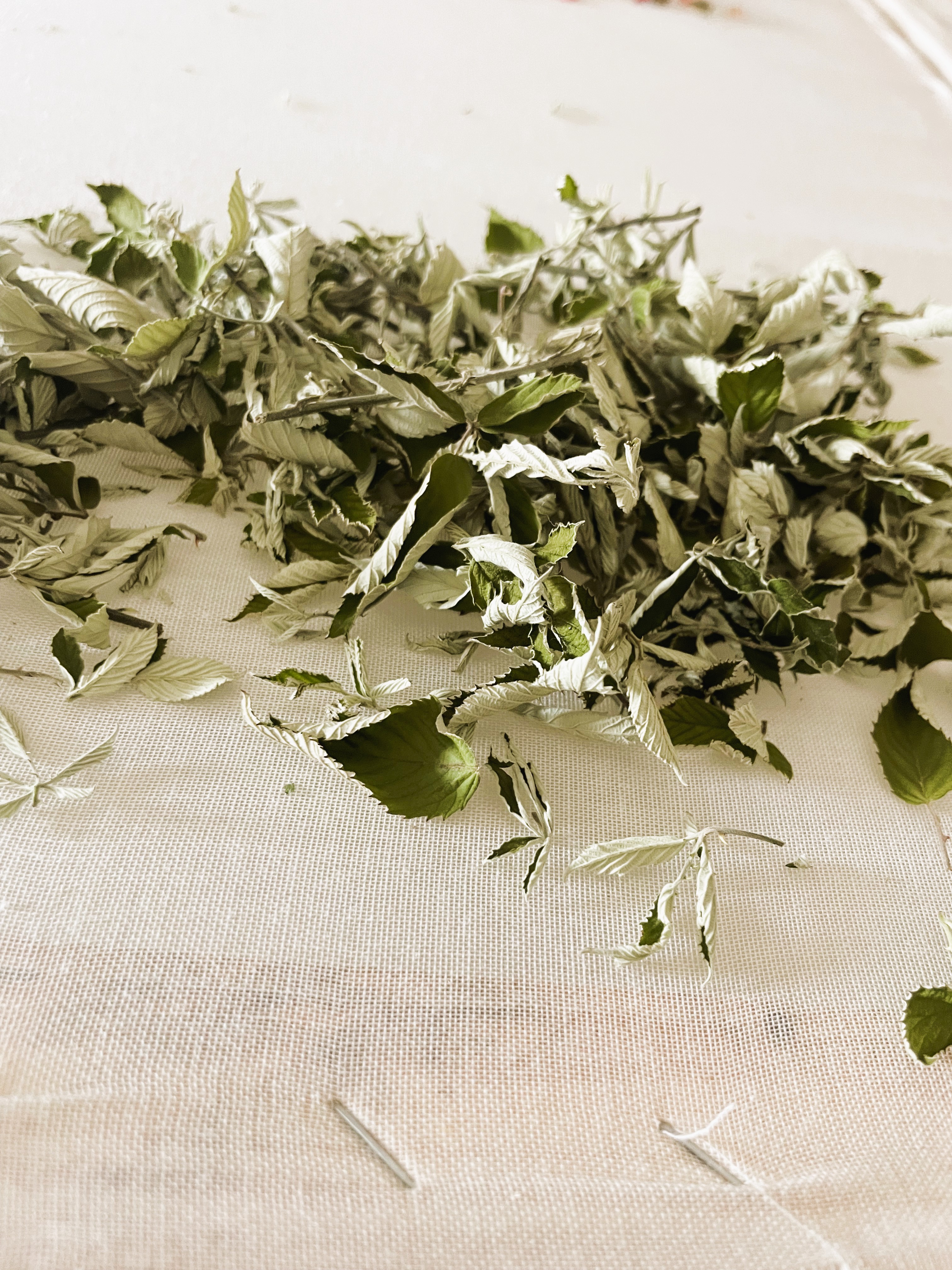 Atelier du petit cueilleur-herboriste � la Ch�taigneraie Godissard