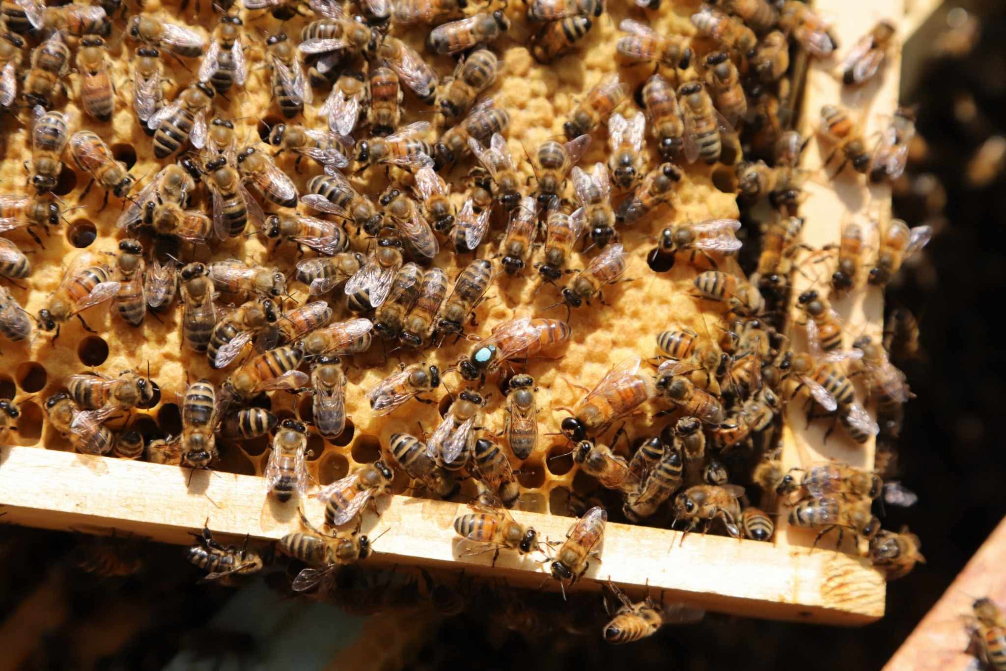 Atelier du petit apiculteur � la Ch�taigneraie Godissard