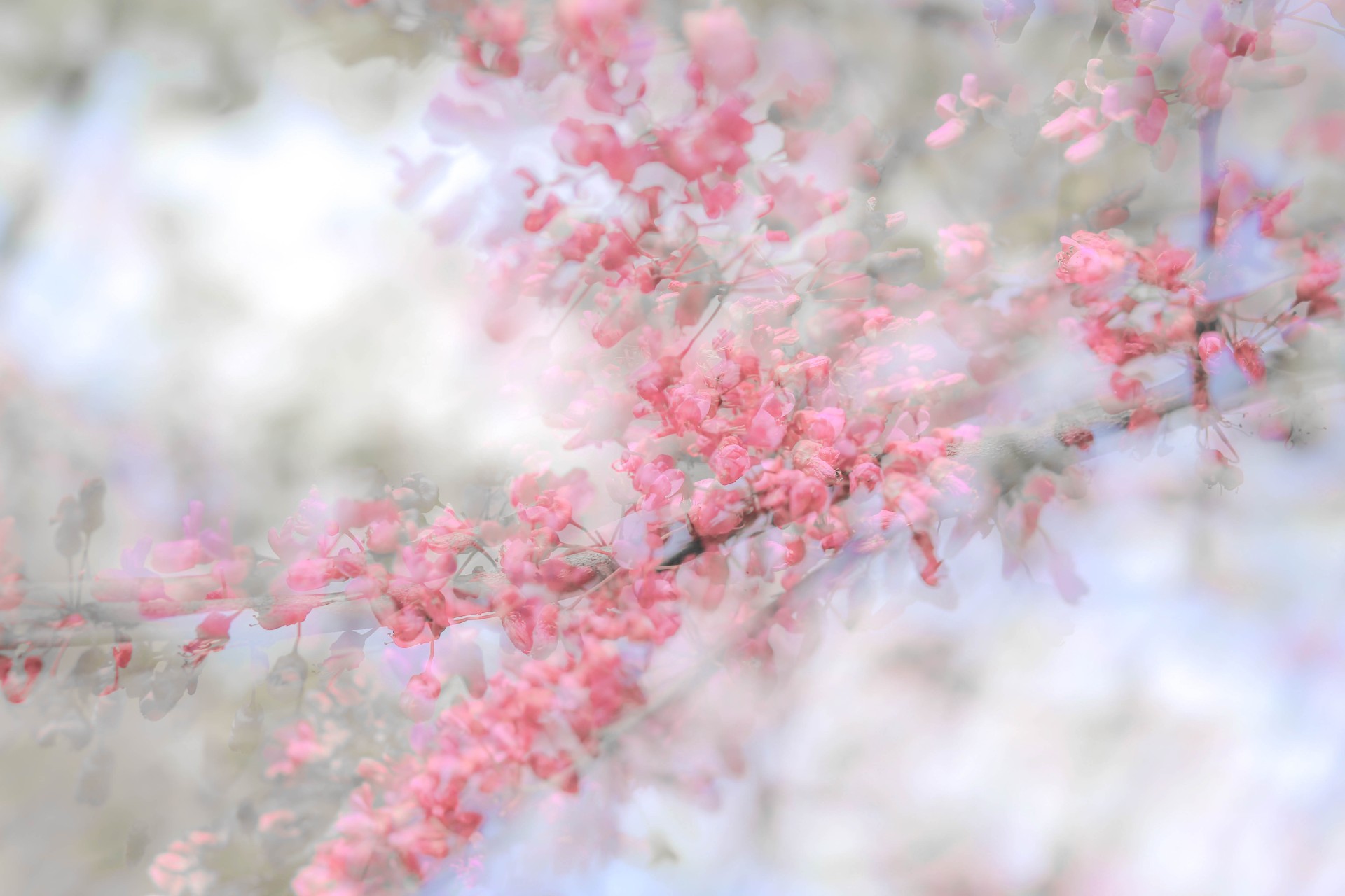 Exposition Maja Kerin ao�t 2026