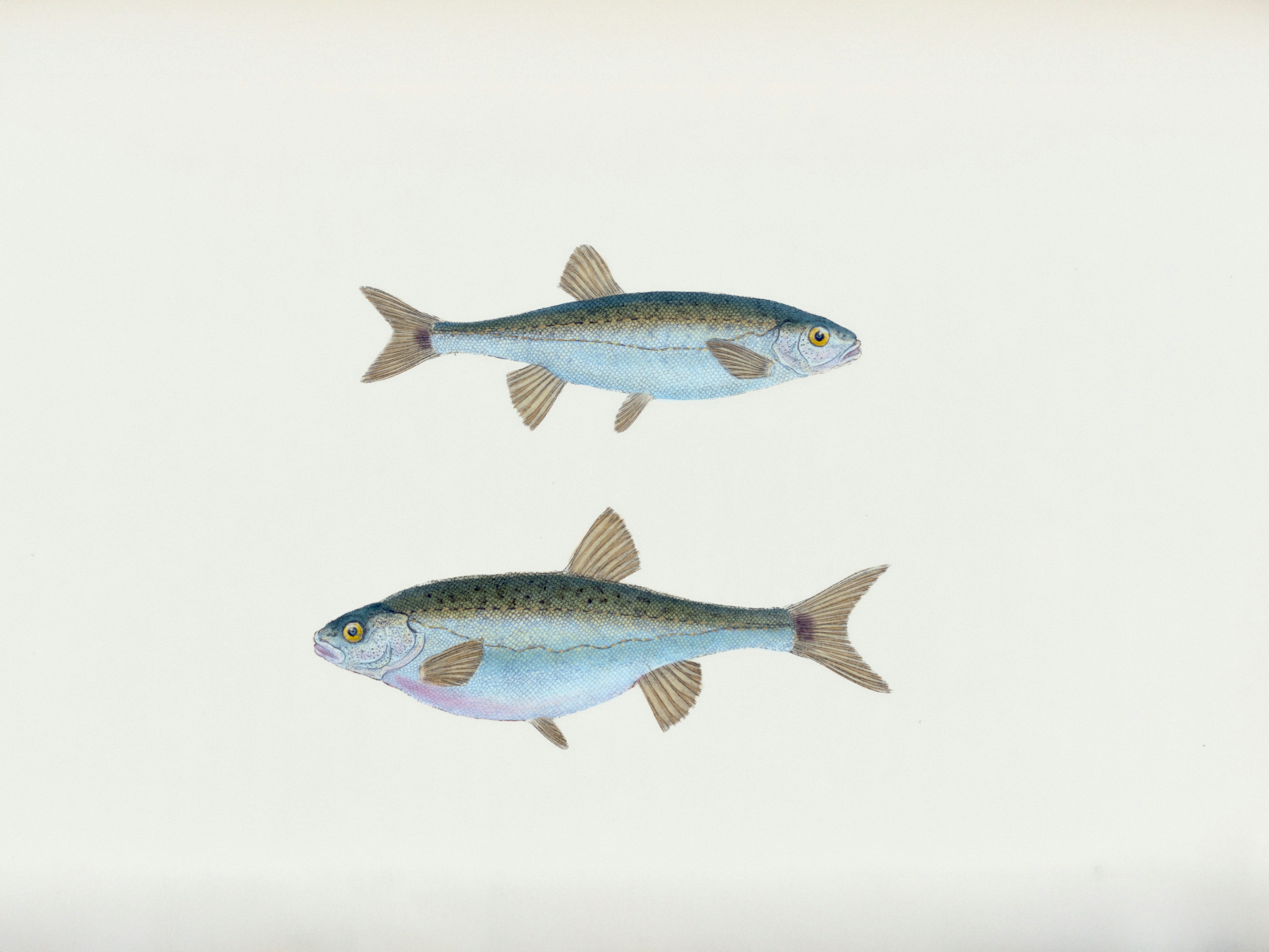 Atelier - Esprit critique et poisson d'avril sur un arbre