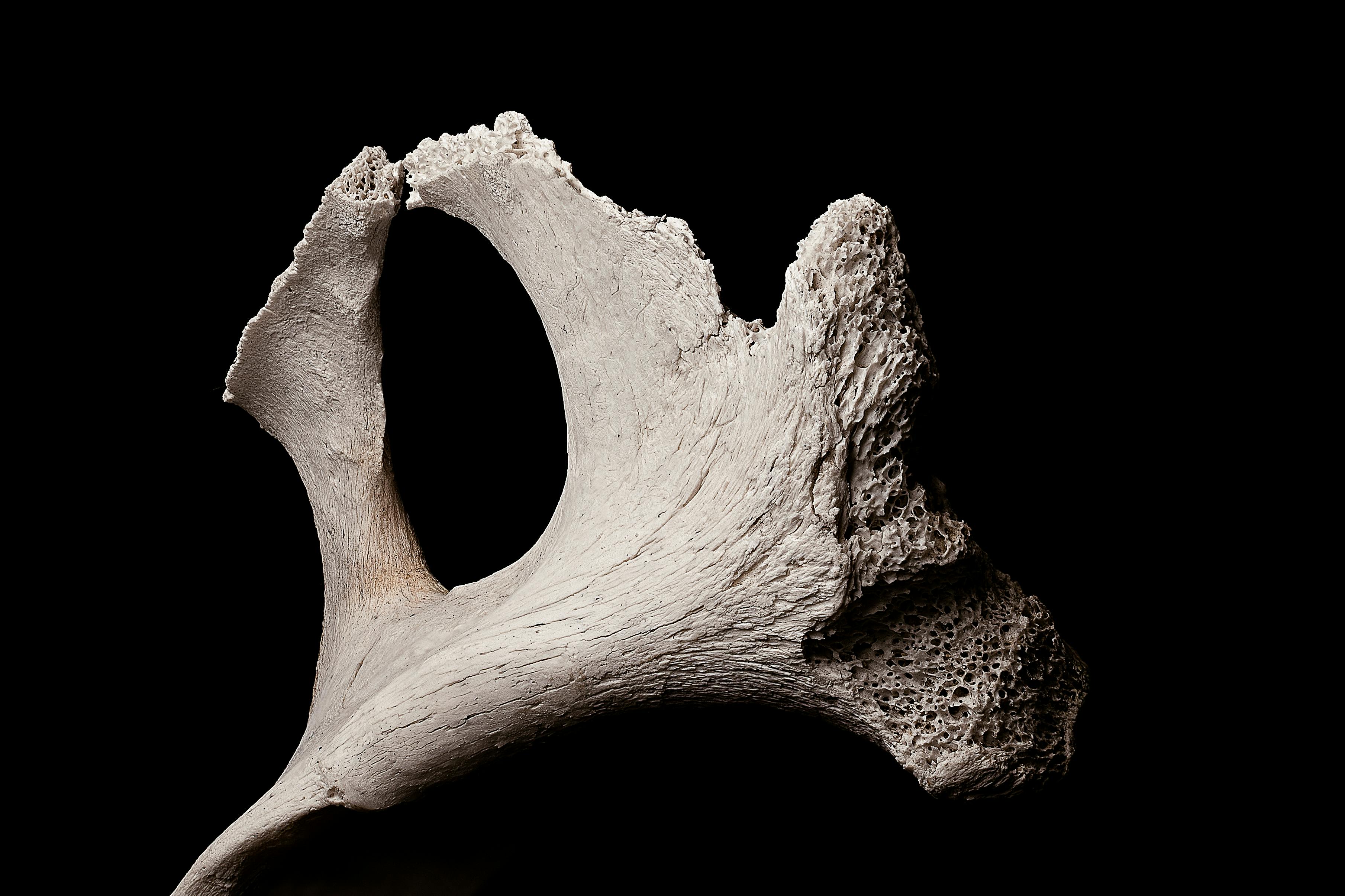 Exposition - D�couverte d'hydropith�ques