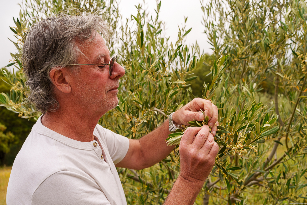 #RDVduParc � Initiation � la taille de l'olivier